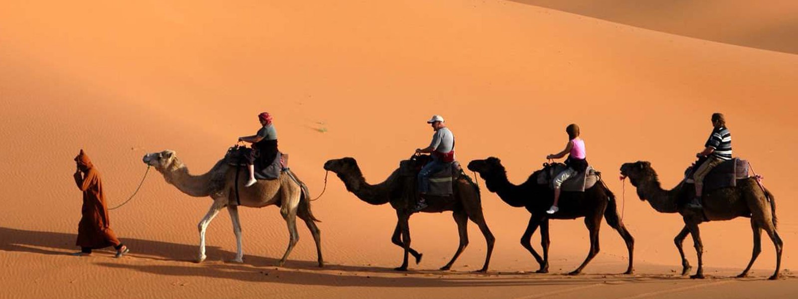 Camels_6d154_lg.jpg Banner